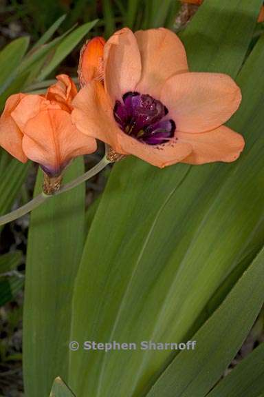 sparaxis elegans 6 graphic